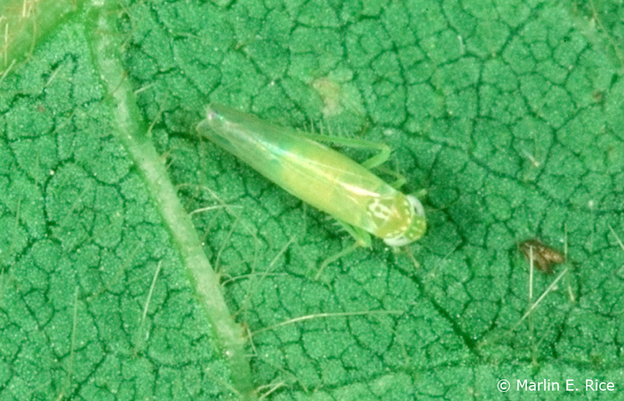 It's a bug's life Potato leafhoppers have arrived