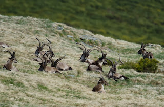 Cabra montes, Capra pyrenaica victoriae, Spanish Ibex 