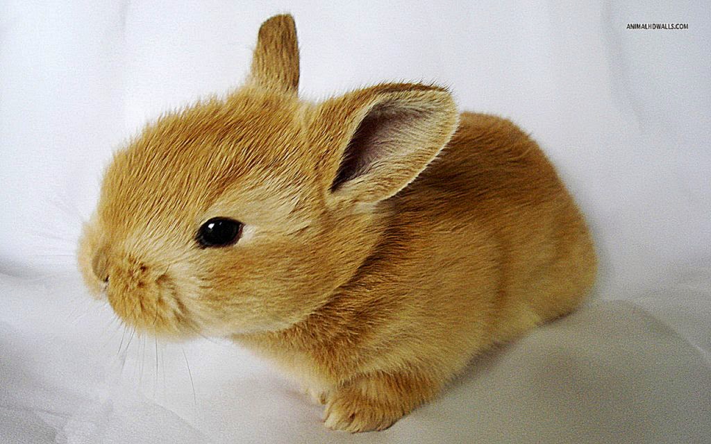 Rabbit Wallpaper For Walls 25292 Hd Wallpapers in Animals Rabbit Wallpaper For Walls 25292 Hd Wallpapers in Animals