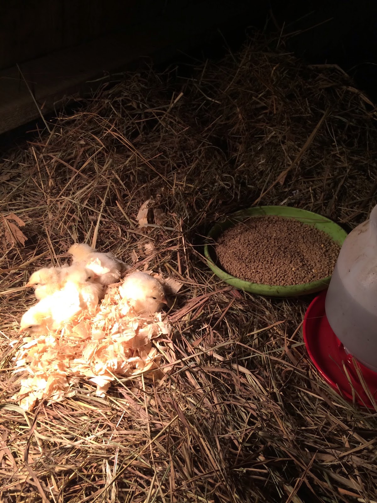 Backyard Chickens Round 2 - Welcome Home Winnie(s) taking care of our new backyard pullets