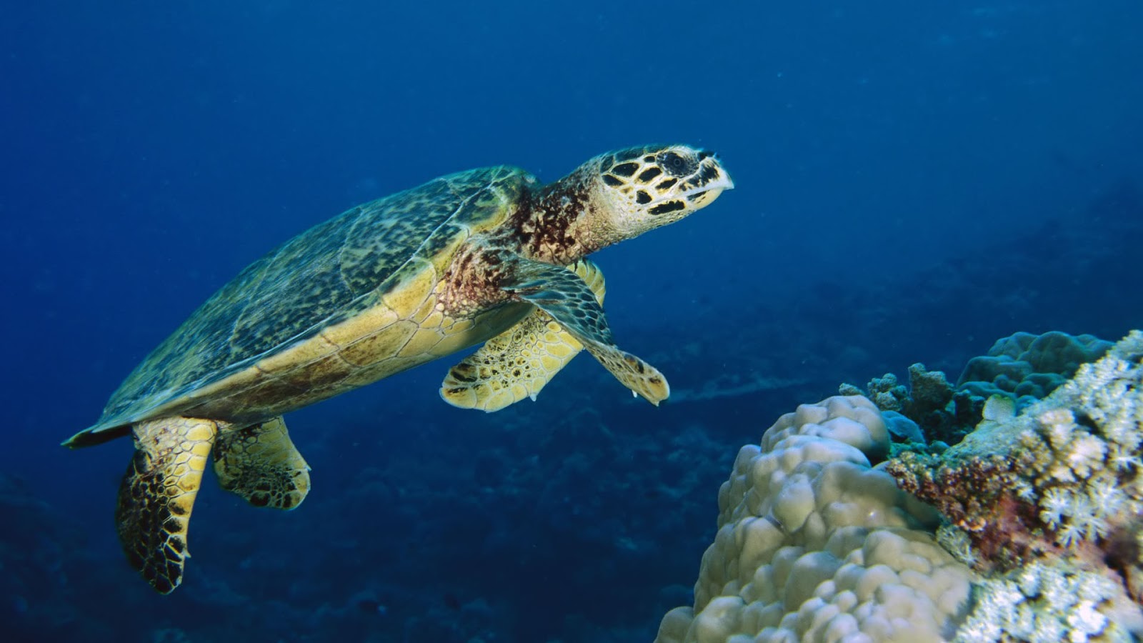 Your Wallpaper: Sea Turtle Wallpaper