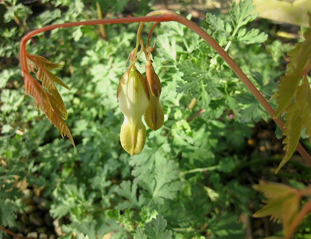 Roger Brook the no dig gardener Ichtyoselmis macrantha but it once
