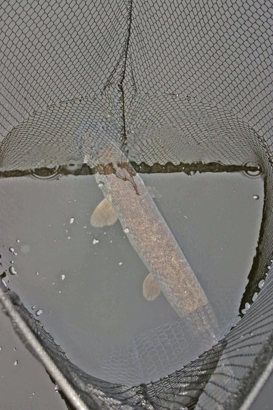 Duncan Charmans World of Angling How to weigh a fish accurately.