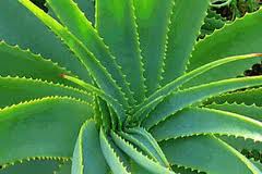 Aloe Vera for Beauty