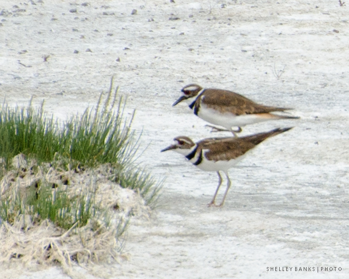 Prairie Nature Killdeer Nine Mating Moves