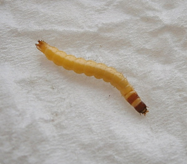Aeoluslarva%25231.JPG