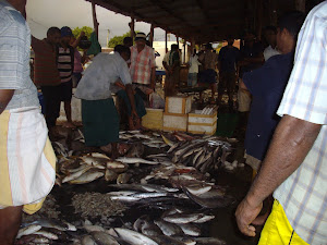 Early morning "FISH AUCTION" at Trincomalee Fish Market.(Tuesday 23-10-2012)