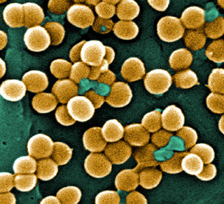 Staphylococcus aureus, de son petit nom Staphylocoque doré