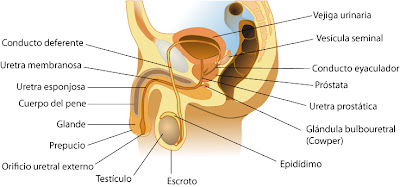 Partes del aparato reproductor masculino