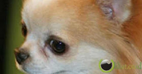 Frankie, Ani and Pepe Frankie, Ani and Pepe