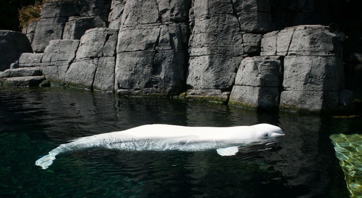 Animal Unique: Beluga Whale