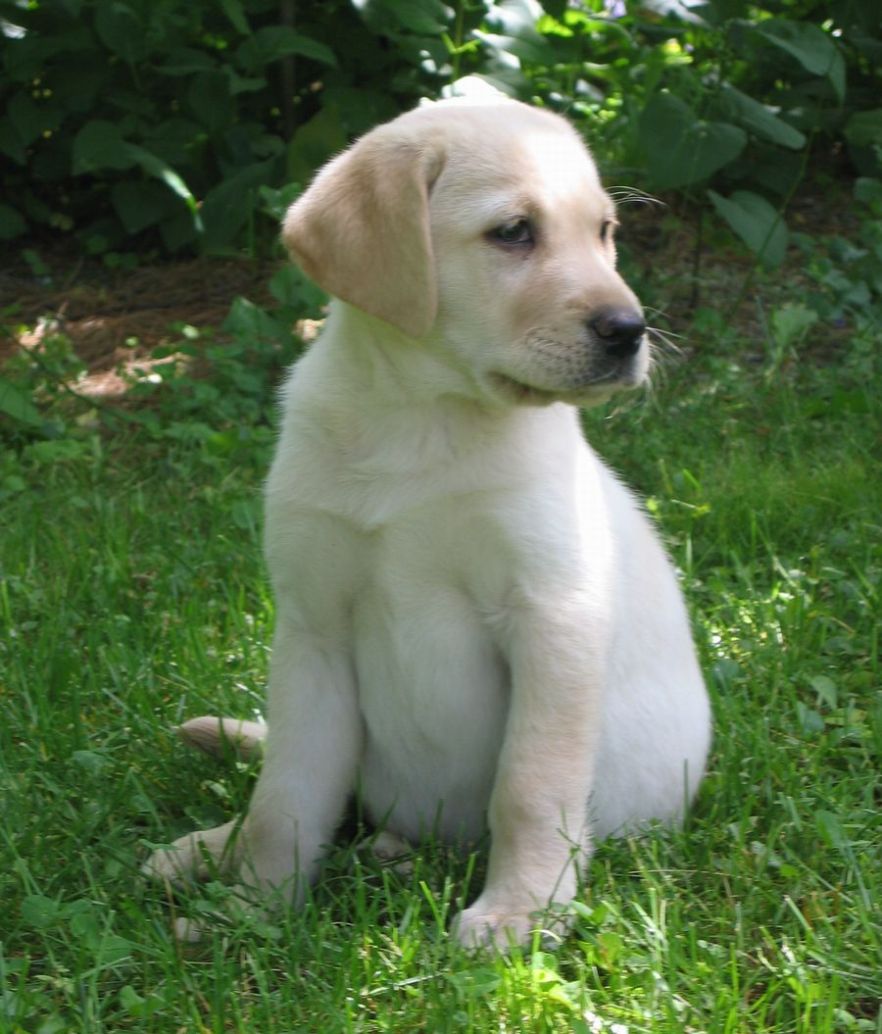 Dogs Info Labrador Retriever Temperament