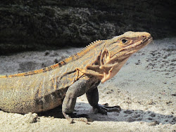 Lizard, Manuel Antonio National Park