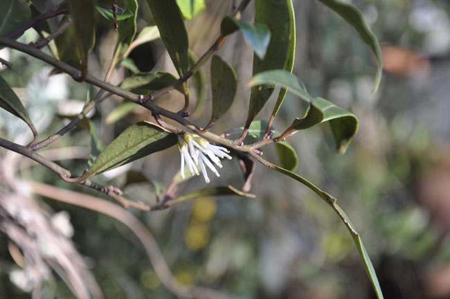 Allegory Of The Senses Mmm Smells Like Fruit Loops