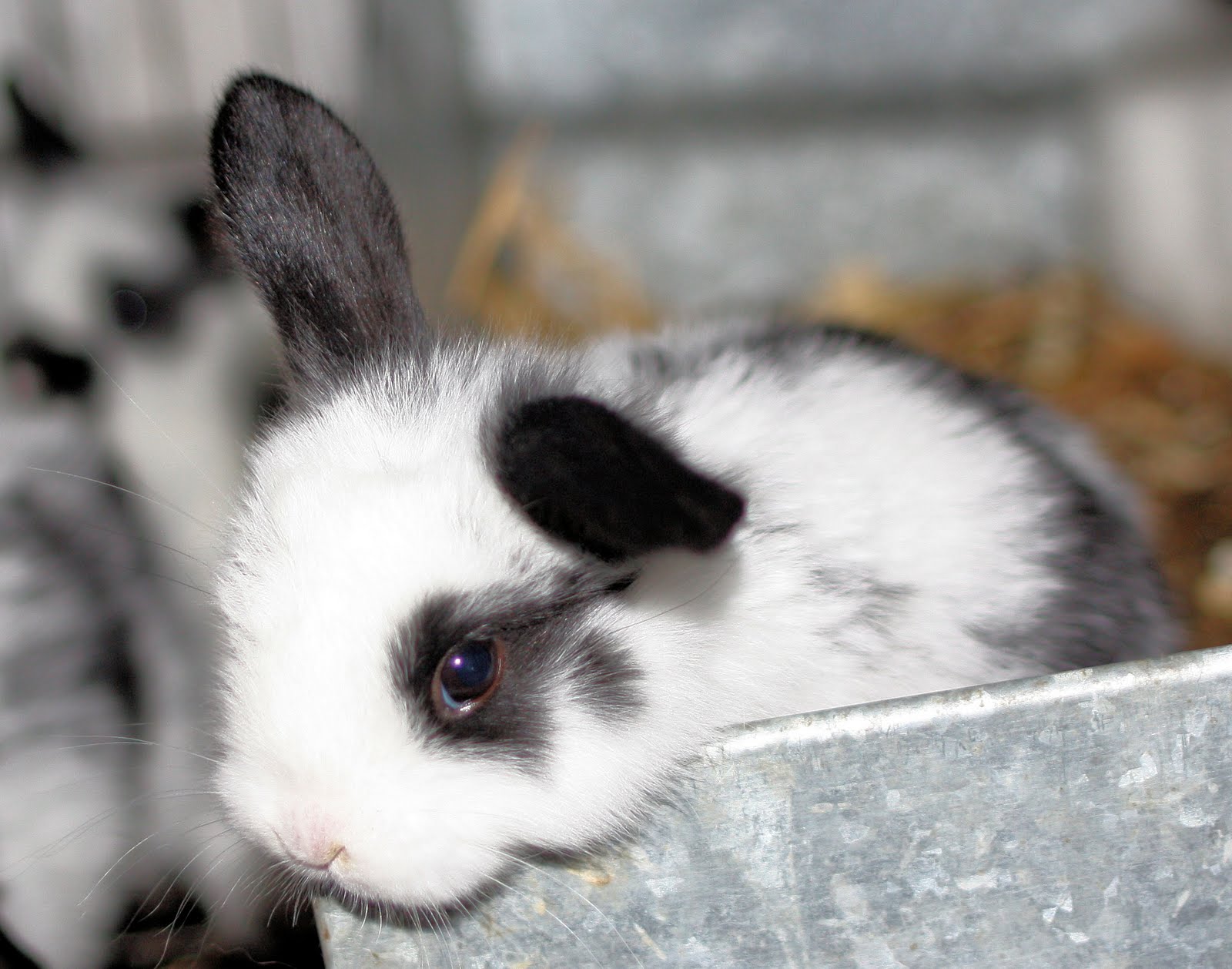 Silver Gate Rabbitry Bunny Blog Mini Lop Baby Pictures!!!