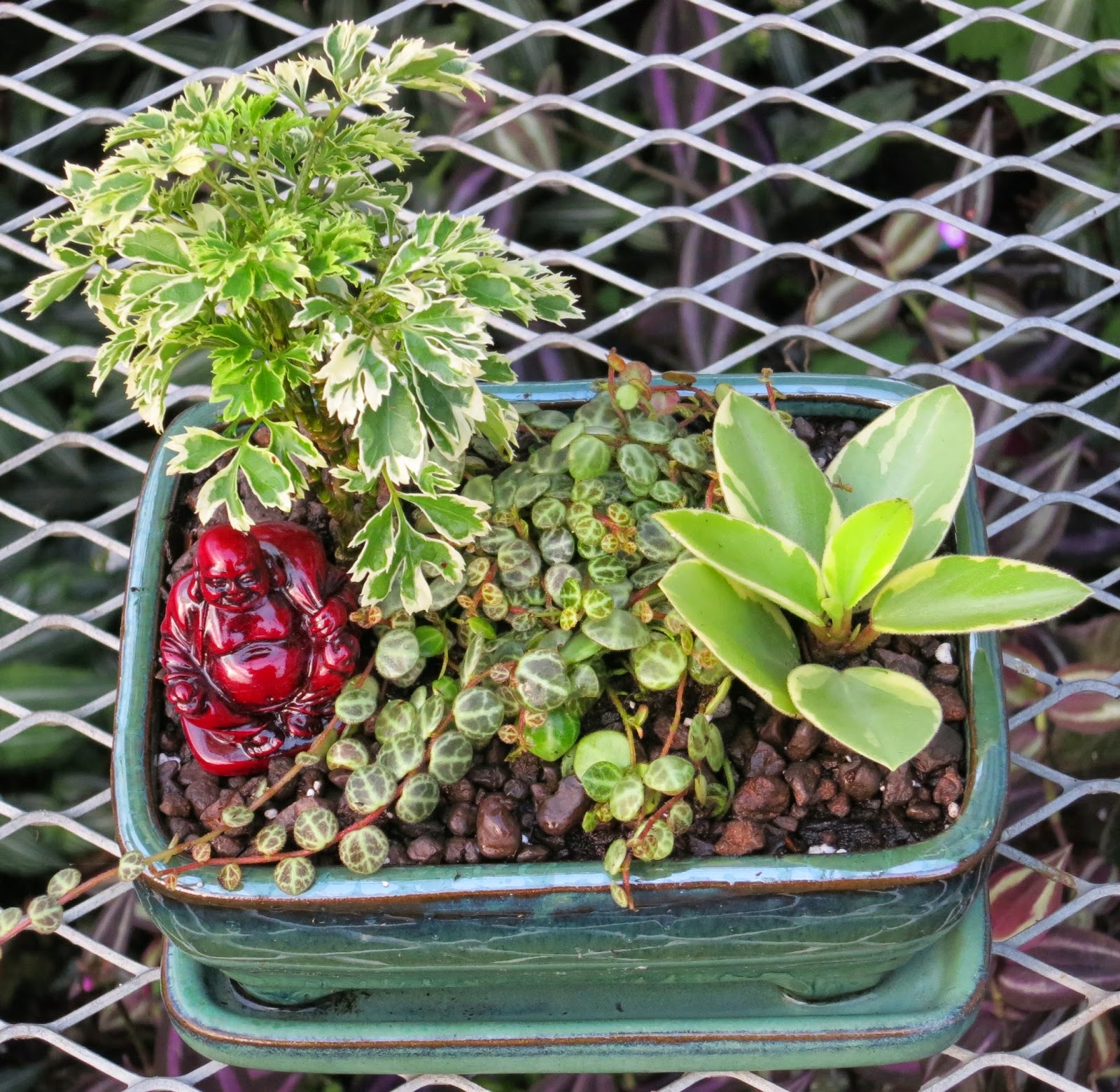 Gary's Specialty Plants Asian Tray Garden A new type of Miniature