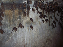 Pipistrelle Bats in one of the caves of Panhalekaji(Saturday 4-6-2011)