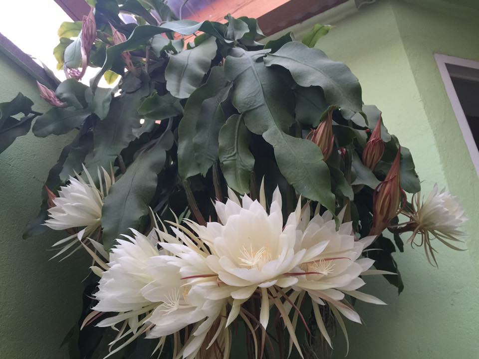 [Image: me-viet-o-duc-tiet-lo-bi-quyet-trong-quy...-hoa-3.jpg]