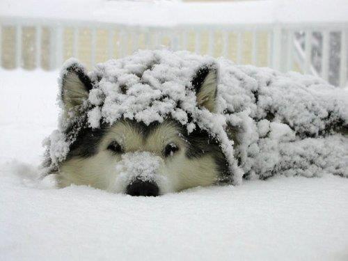 Dogs in Snow Dogs in Snow
