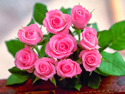 The-Rose-of-Love-roses