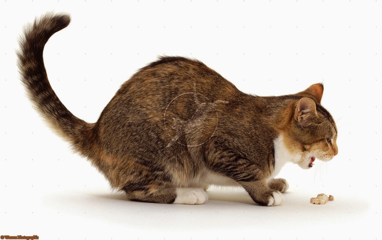 Clínica Veterinária SóBichos Vómitos em gatos