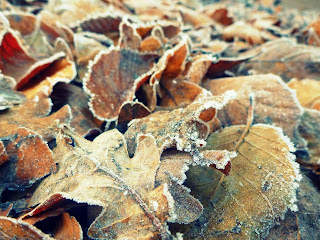 Oak and Beech leaves edged in frost create a Winter woodland puzzle in "Frozen Jigsaw" by Heenan Photography