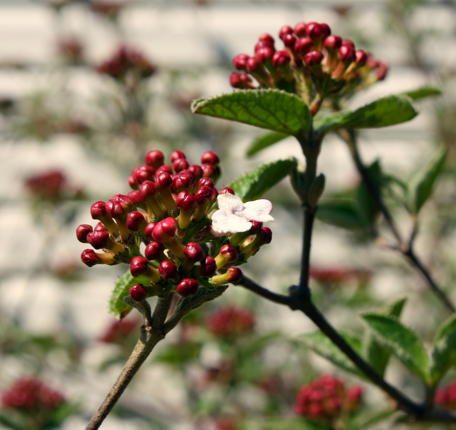 The Cleveland Show Watch cartoon online, free cartoon online