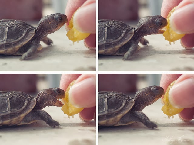 Funny animals of the week - 7 March 2014 (40 pics), cute turtle eating grape