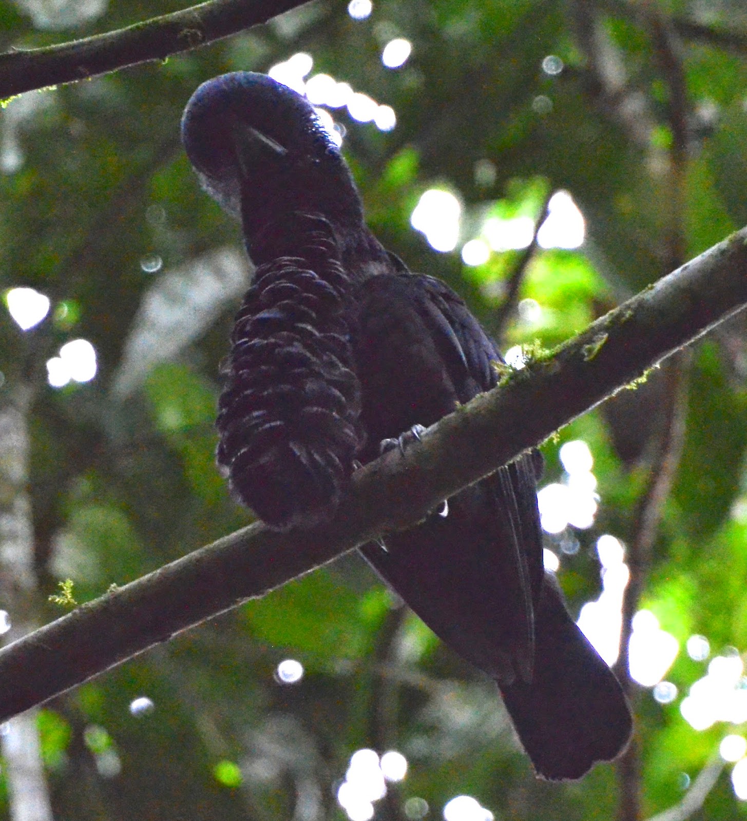 Long-Wattled Umbrellabird Male, Cephalopterus penduliger