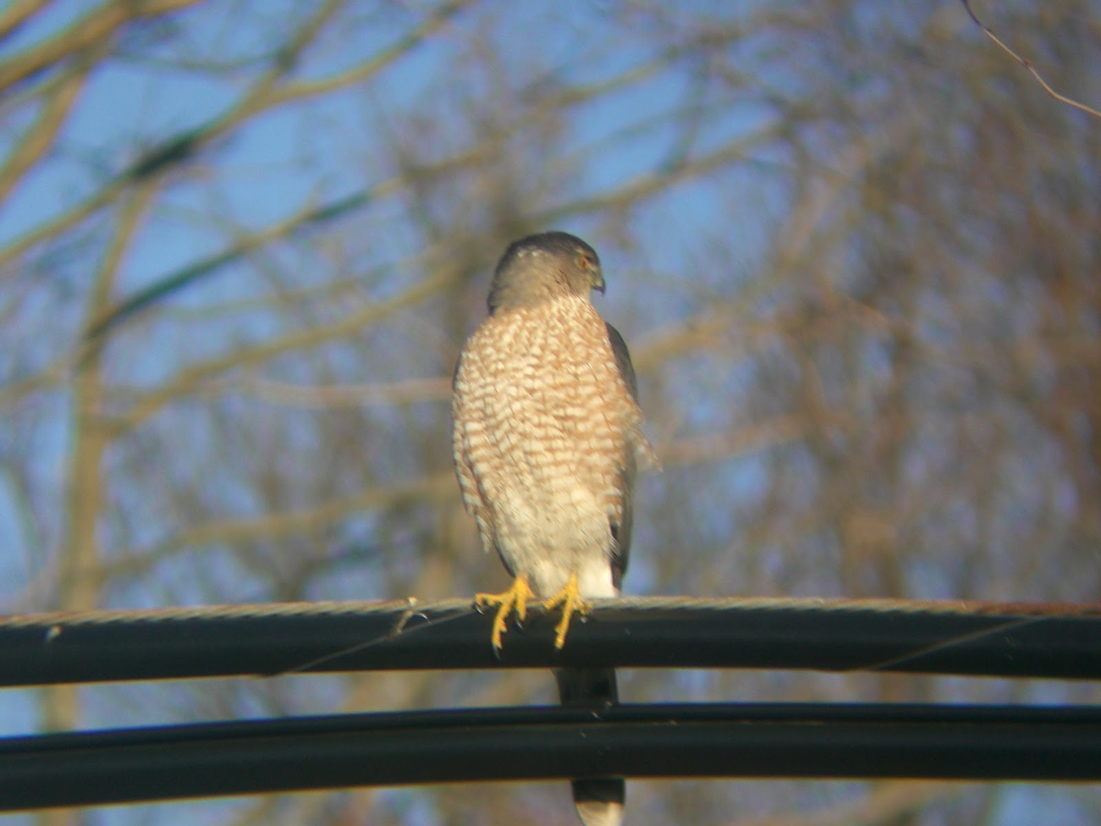 Long Island Birding Hawk outside my window today