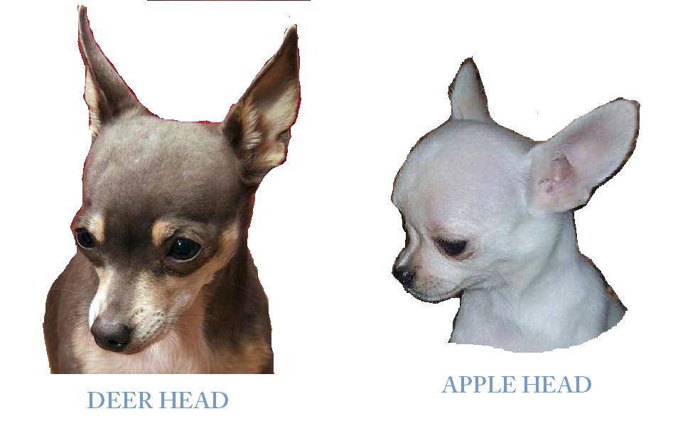 apple chihuahua