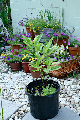 beard grey tree green grancy roof fringe small destined chionanthus virginicus roofs seeds native