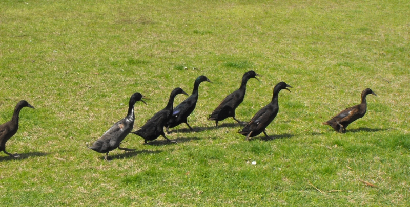 eight acres: getting started with ducks