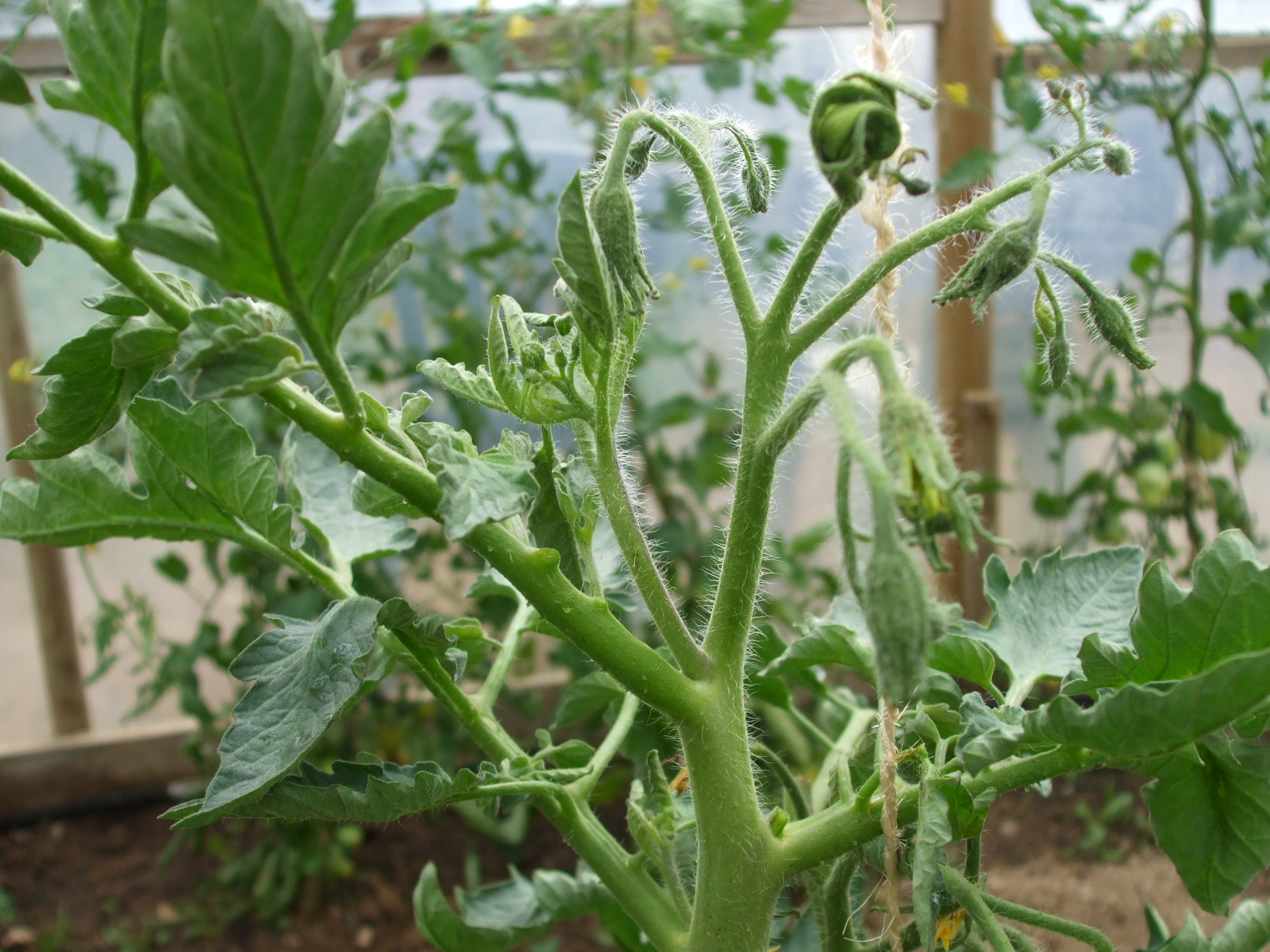 Potash Tomato Feed Deshooting Strawberries