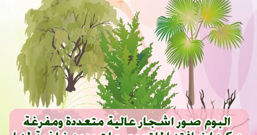 ألبومات صور منوعة البوم صور اشجار كبيرة عالية مفرغة للتصميم كل شجرة مختلفة عن الآخرى في الشكل والتصميم