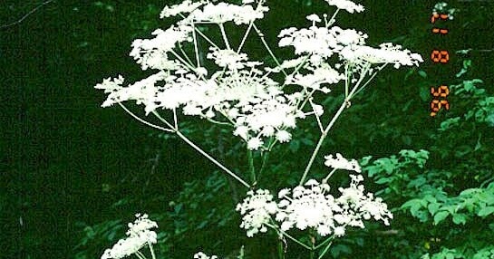 Pubescent angelica root (Duhuo)Angelica pubescensRadix Angelicae