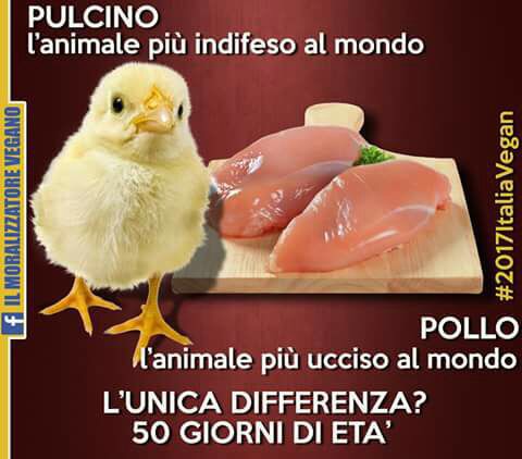 PULCINO L'ANIMALE PIU' INDIFESO AL MONDO........POLLO L'ANIMALE PIU' UCCISO AL MONDO...