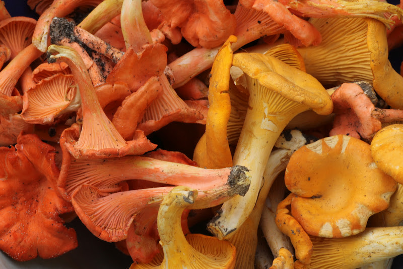 Distracted Naturalist Chanterelles for Breakfast