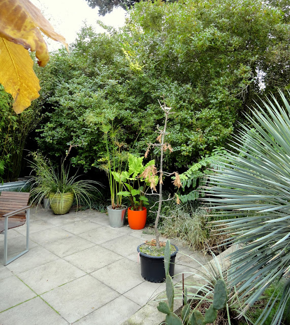 Garden Of Aaron Help Wanted Best Quick Privacy Screening Shrubs