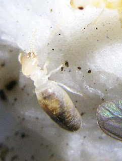 Dicuspiditermes nemorosus worker termite