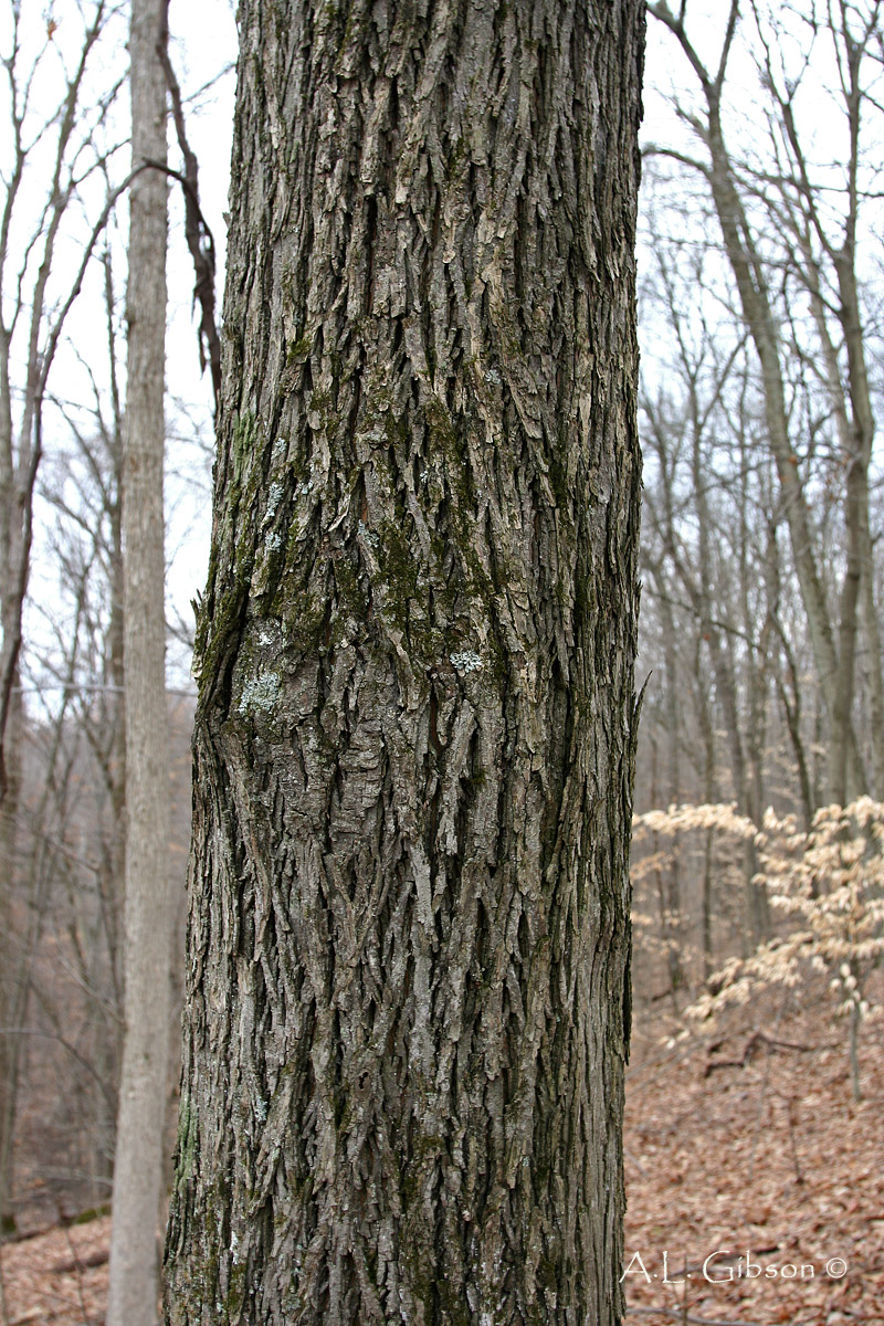 Pignut Hickory Bark