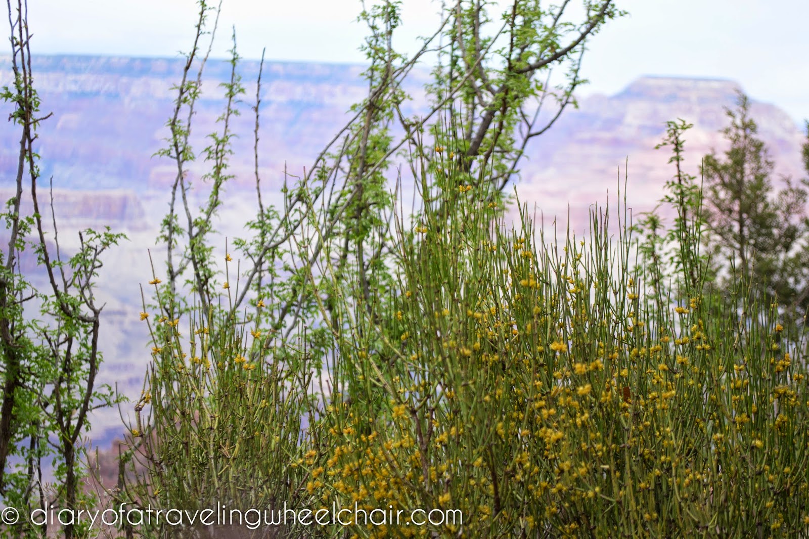 Grand Canyon diaryofatravelingwheelchair.com