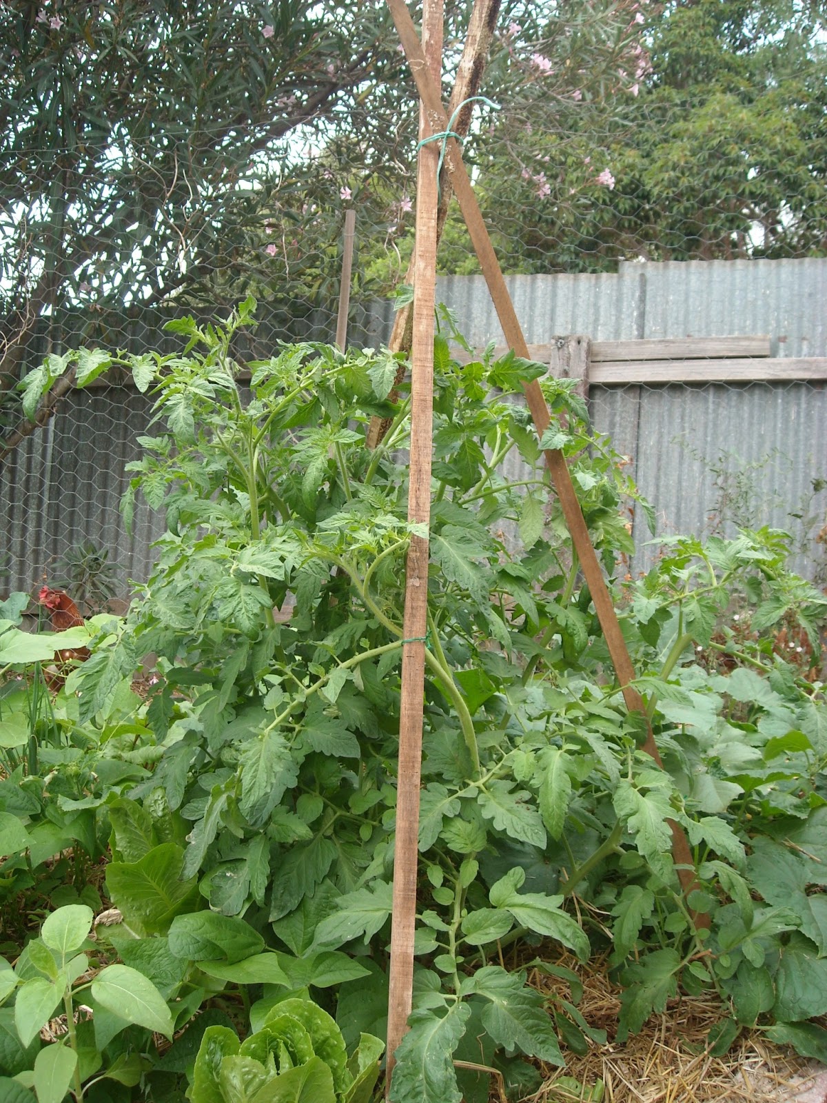 Zucchini Island Tomato plants sure can grow tall