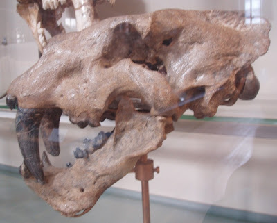 craneo de Homotherium