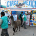 Santa Cruz: Decomisan animales en circo y observan medidas de seguridad
