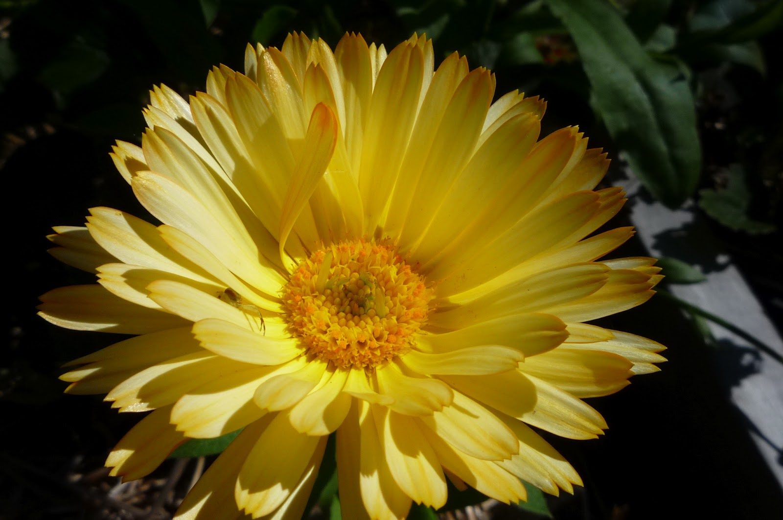 Vermont backyard flowers - Sept 2012. South Burlington, Vermont | South