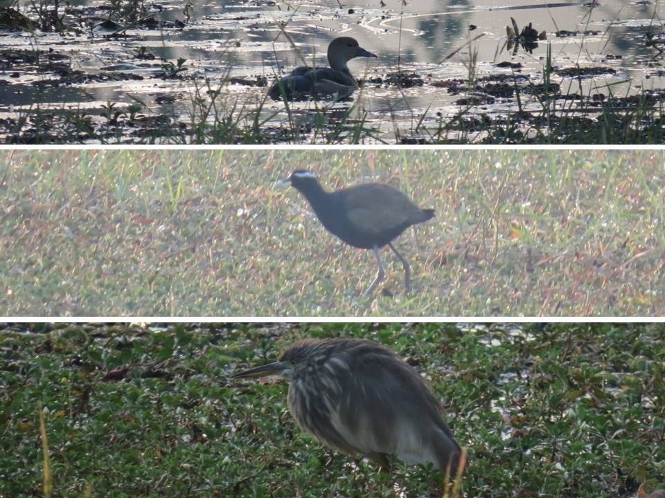 Mission Green Goa Day 3 Great Backyard Bird Count Gbbc 2014