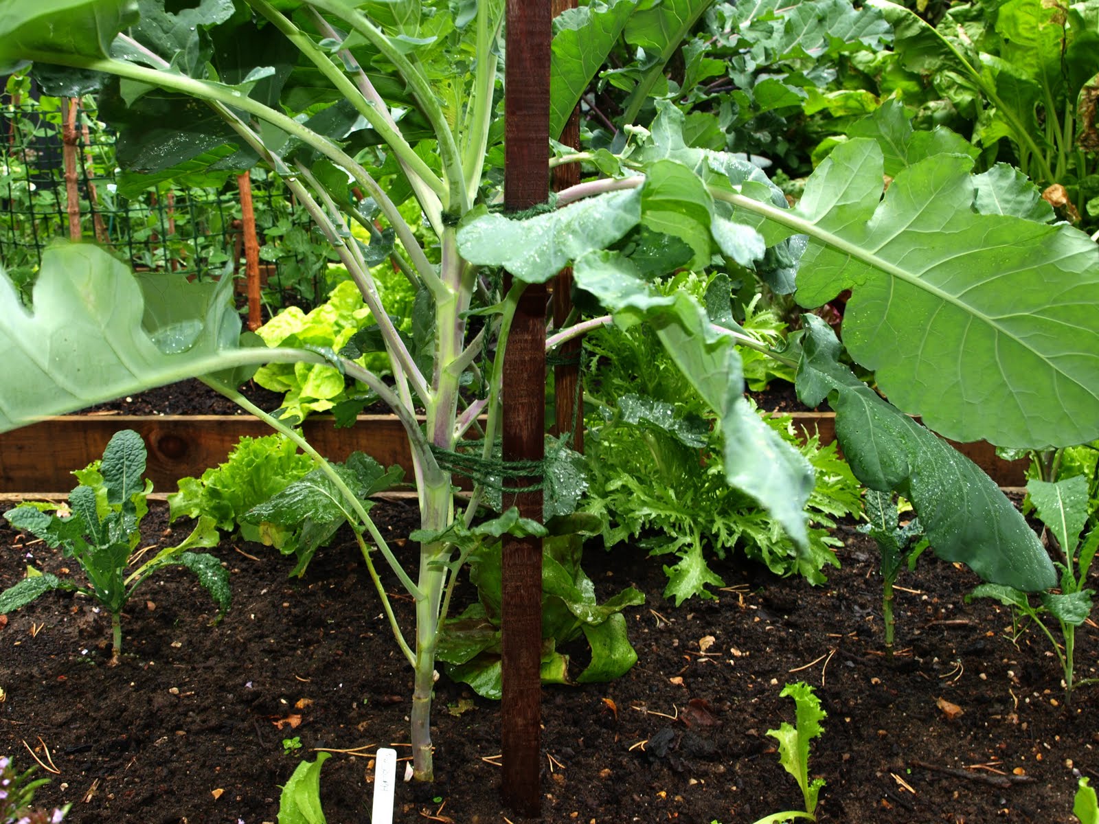 Mark's Veg Plot Autumn arrives suddenly...