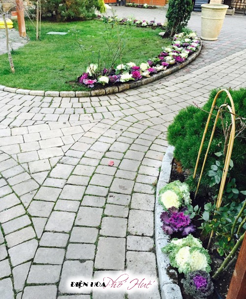 [Image: Vuon-hoa-bap-cai-dep-chang-kem-hoa-hong-...Viet-5.jpg]