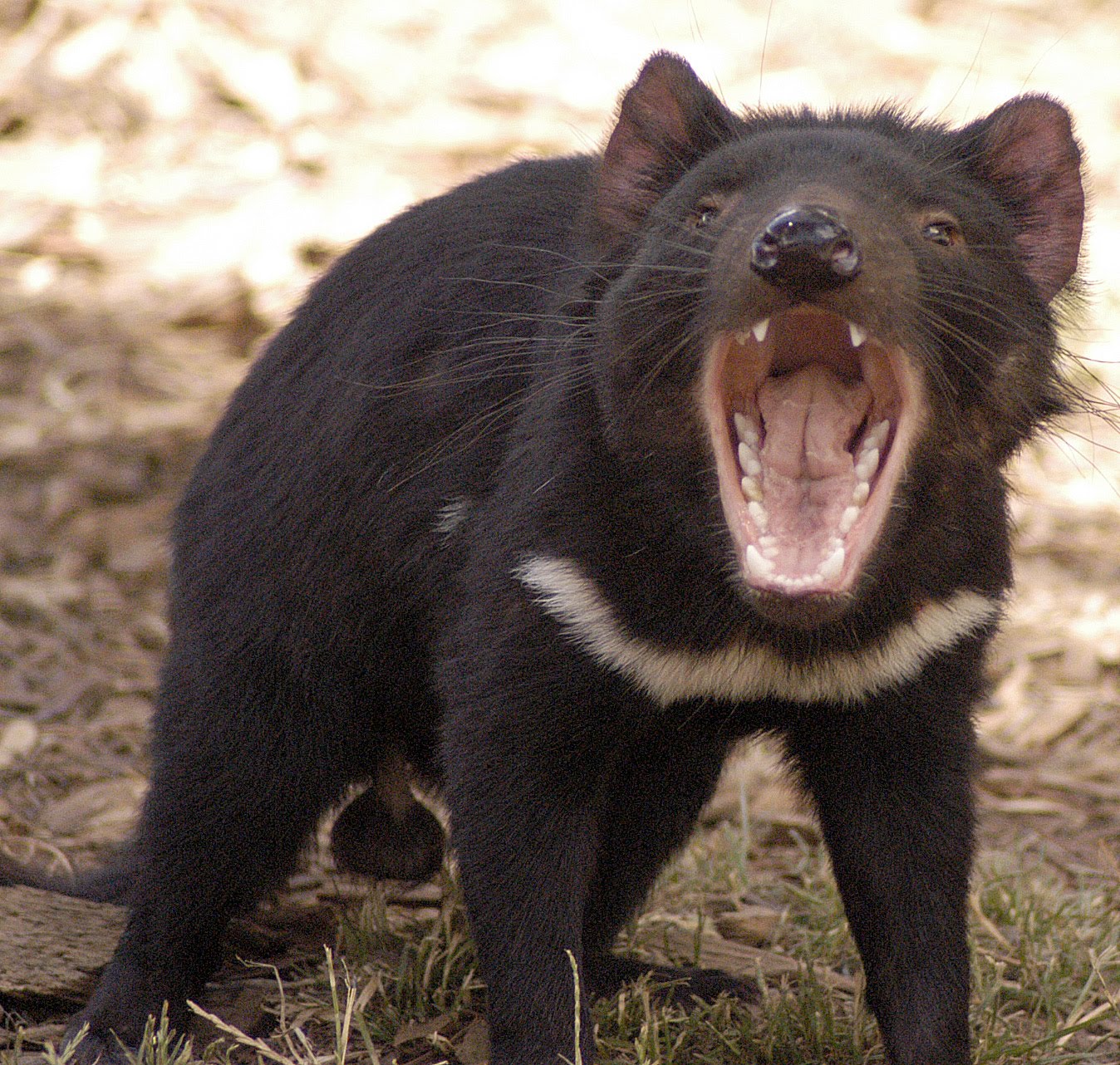 define marsupial